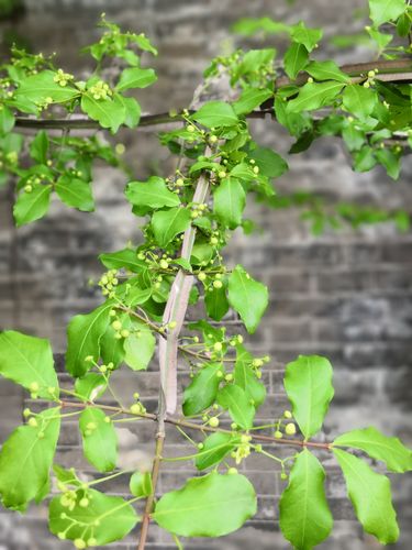 侠肝义胆之鬼箭羽