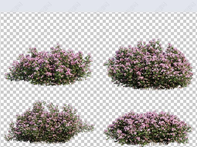 原创高清实拍石斑木花丛绿植绿化免扣素材版权可商用
