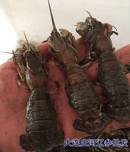 庄河海鲜特产 大连庄河野生海捕鲜活泸沽虾 蝼蛄虾 芦