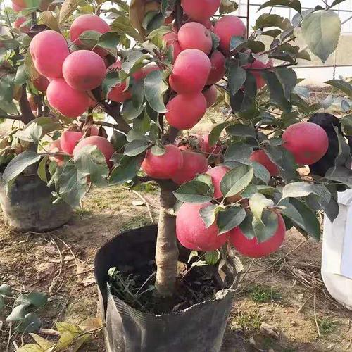矮化盆栽苹果树苗盆景树桩红富士鲁丽南方北方种植果树苗当年结果红