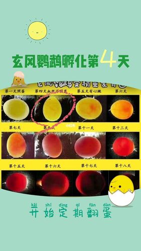 玄凤鹦鹉孵化第4天_鹦鹉_玄凤_孵化_宠物_宠物其他