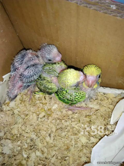 手养虎皮崽子 紫兰黑头牡丹鹦鹉种鸟