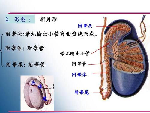 附睾体: 附睾管 附睾尾: 附睾管 头 睾丸输出小管 附睾管 附睾体 体