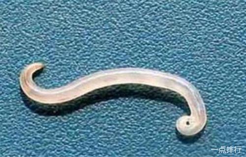 成熟的绦虫会将自己的节排出体外,这些节就是绦虫的卵子,当它们遇到