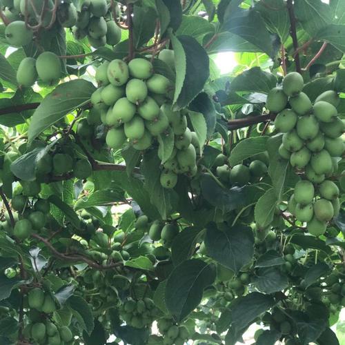 软枣猕猴桃品种介绍