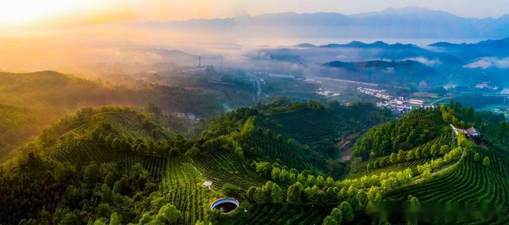 陕西省汉中市西乡县柳树镇鹏翔有机茶园 杨宁静 摄