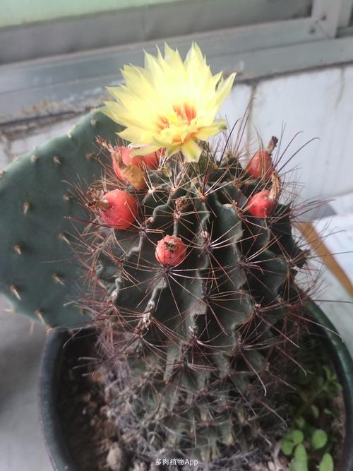 龙王球
