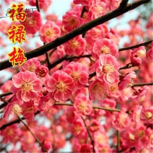 冬季植物耐寒花卉室外抗寒庭院北方绿植花卉