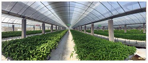 太阳能光伏下的蔬菜大棚