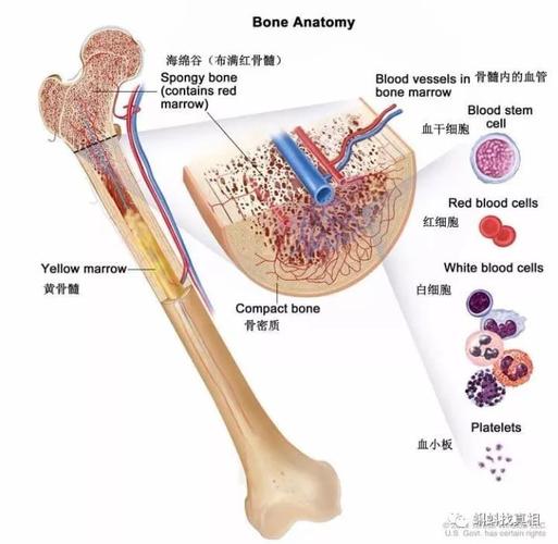 什么是骨髓移植?
