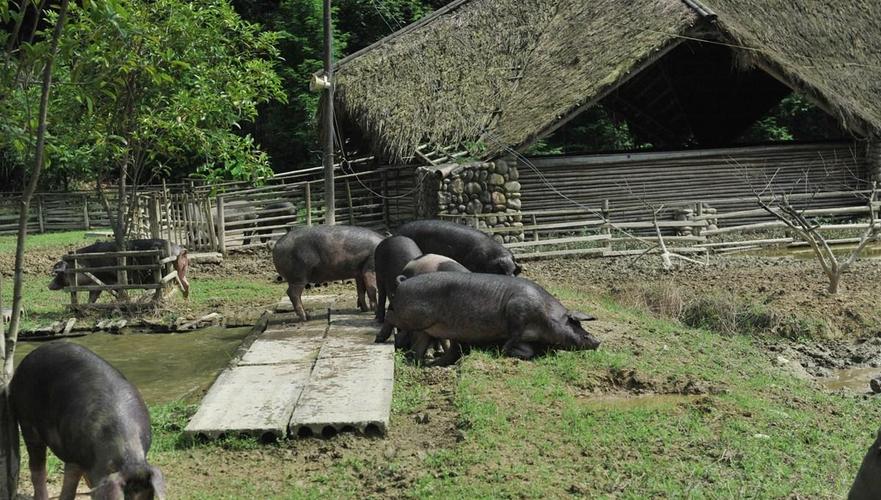 "最具幸福感"猪舍 可散步亦可游泳