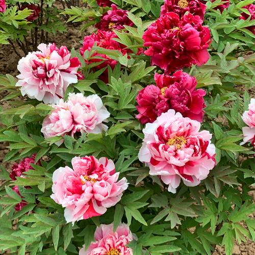 花卉庭院牡丹花树苗由"备货网"根据销量,好评率,价格和信誉进行精挑细