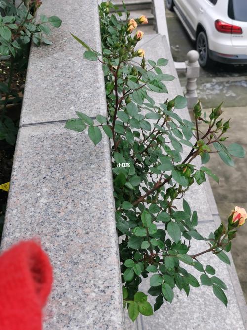 藤彩虹_家装_家居_家居装饰_家居家装_家居装饰