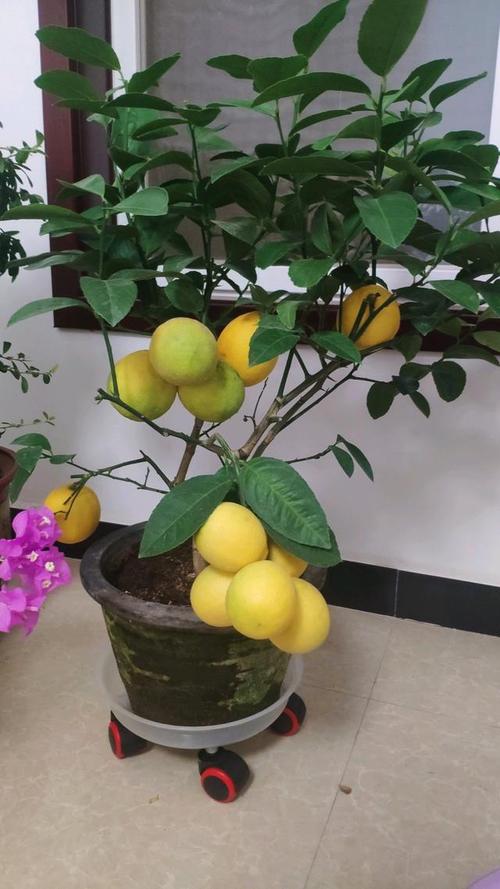 此水果可阳台盆栽,种植简单,四季开花结果,还能观赏