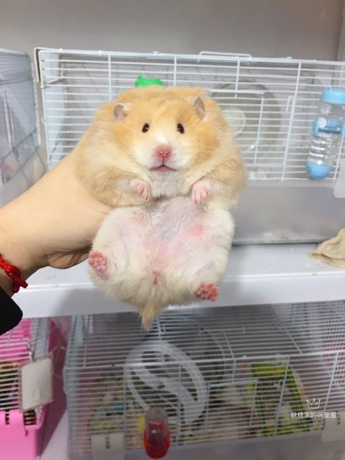 家养长毛面纹蜜西施熊活物金丝熊活体稀有大型仓鼠正黄波利纹活体