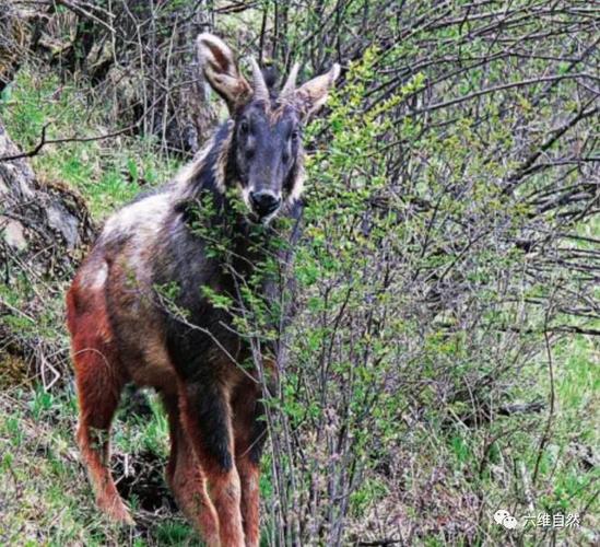 原创四不像现保护区,角像鹿,蹄像牛,头像羊,尾像驴,罕见中华鬣羚