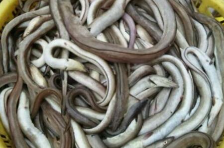 白鳝鱼和黄鳝有区别吗?多少钱一斤?