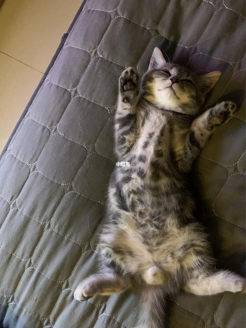躺着睡觉的猫咪_猫咪_宠物_猫_晒猫