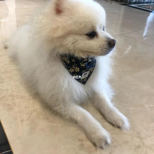 已经9岁了,14斤_博美_银狐_宠物_狗_晒狗