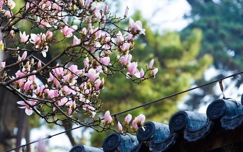 潭柘寺的二乔玉兰