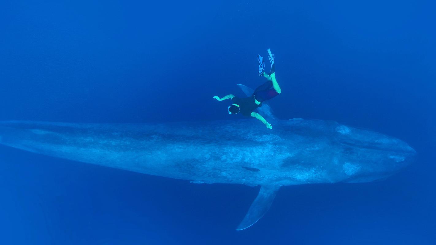 与鲸鱼同游 视频截图
