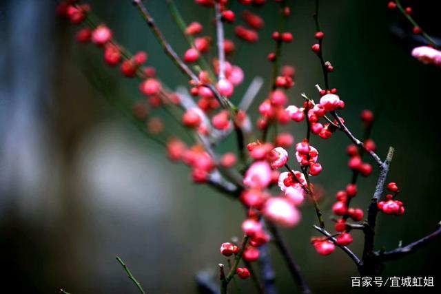 清雅脱俗
