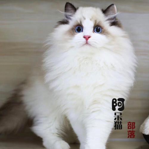 布偶猫活体幼猫 纯种布偶猫咪活物 双色蓝眼宠物布偶猫咪北京猫舍_双