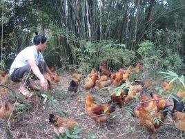 聊城市东昌府生态农家土鸡养殖专业合作社