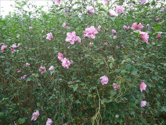 花叶木槿