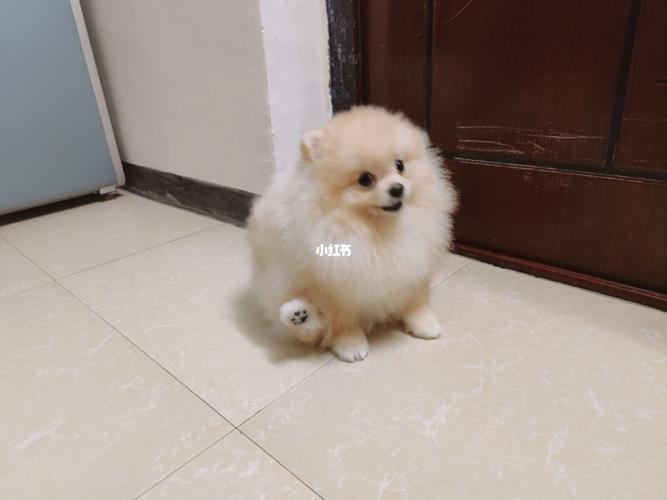 博美|阿妈给我剪了个很丑的发型_博美_发型_宠物_狗