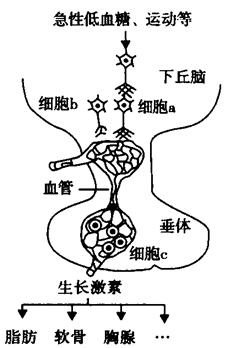 图为人体生长激素分泌的调节示意图