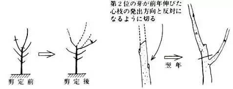 日本高品质的苹果树形——开心形的特点与整形方法