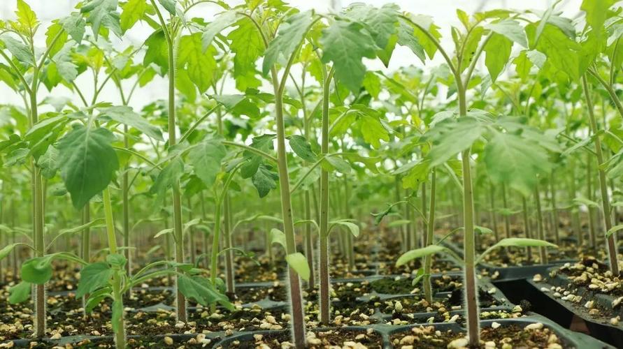 美食 正文  回顾整个生长过程,每一个环节都充满了看着孩子慢慢长大的