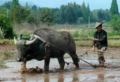 这些老农具是多少代农民最难忘的劳动记忆
