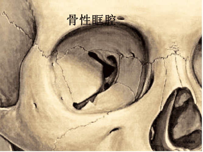 眼眶骨性解剖与眶壁减压课堂