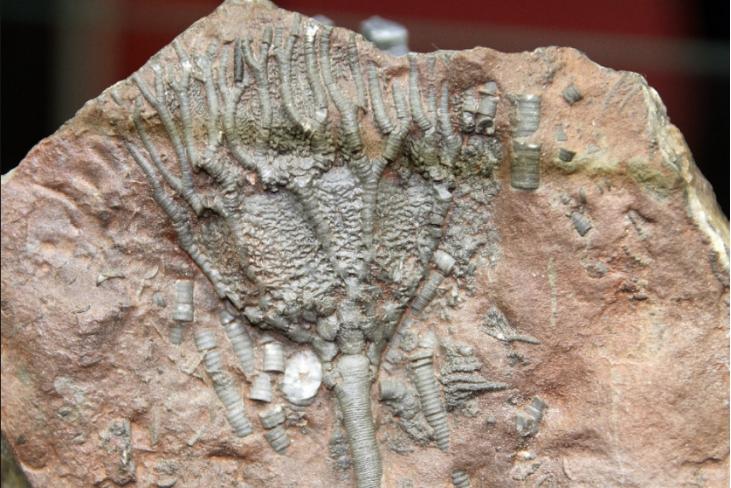 半个世纪前科学家发现怪物化石,至今不知它是什么,或来自外星球