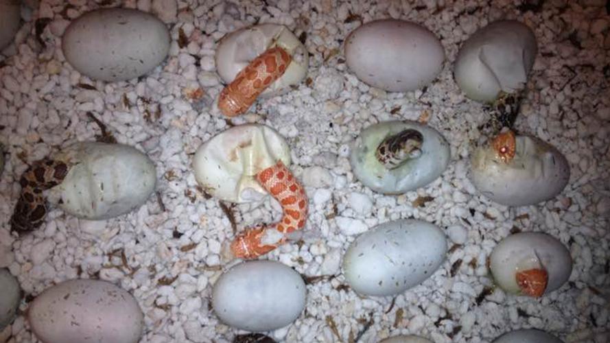 生活 萌宠 猪鼻蛇的繁殖(三)【转载】 母蛇产卵是一个力气活,也许会下