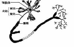 (4)由胞体构成的有: 灰质,神经中枢,神经节;由神经纤维构成的有: 白质