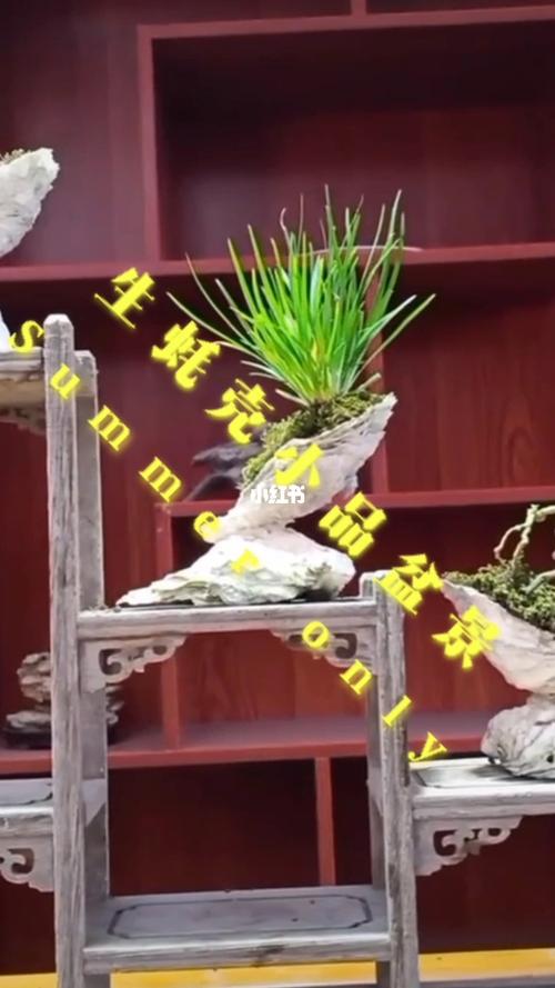 愚夫盆景:生蚝壳小品欣赏_生蚝_盆景_家居家装_家居装饰_花艺