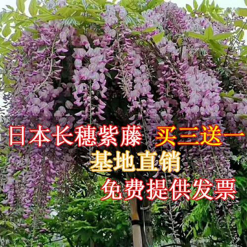 紫藤花苗爬藤植物树苗盆栽紫藤萝日本长穗藤蔓老桩四季开花庭院