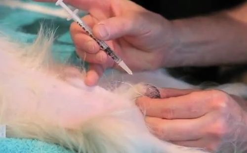 狗狗福音!美推行「注射阉割」 结扎不必切蛋蛋