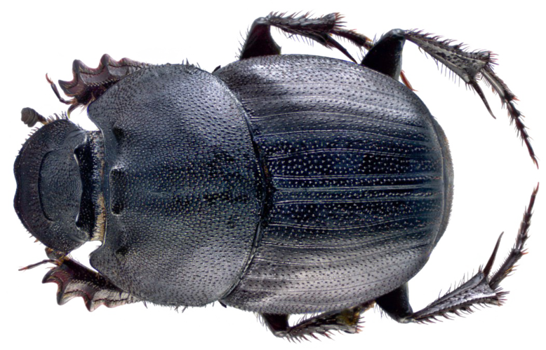 dung beetle png file