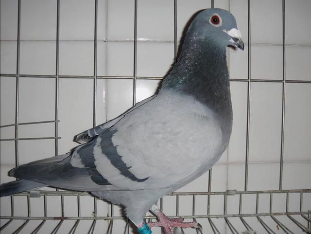 为什么冠军鸽配冠军鸽常有问题