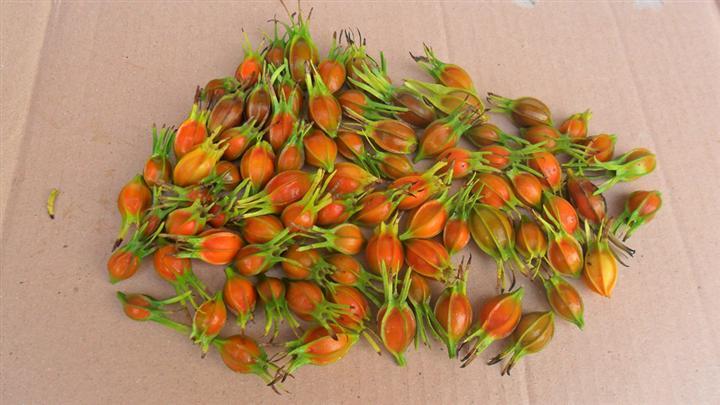 江西黄栀子鲜果批发 江西黄栀子鲜果基地