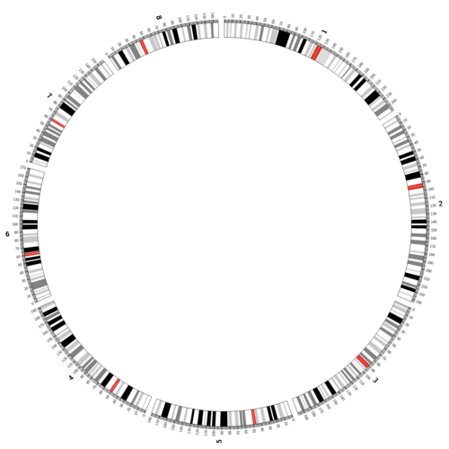 circos系列教程(二)染色体示意图ideograms