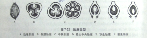 免费文档 所有分类 高等教育 农学 植物学提纲  中轴胎座:多心皮构成