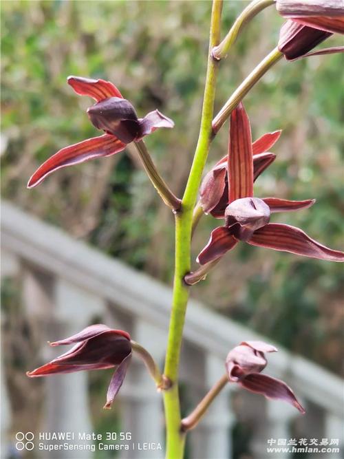 中华墨宝(冷血)-墨兰篇-中国兰花交易网社区