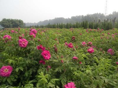 四季玫瑰批发基地 四季玫瑰价格_四季玫瑰价格_青州市