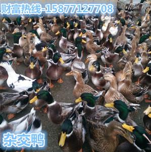 大种杂交鸭苗珍珠鸭苗西洋鸭苗野鸭苗多蛋鸭苗绿头鸭苗巴巴里鸭苗