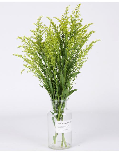 与加拿大一枝黄花形似鲜切花宠儿黄莺花有入侵风险吗